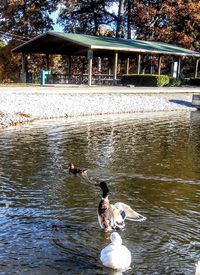 Reflection of trees in water