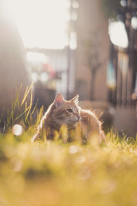 Portrait of cat on field