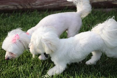 Close-up of white dog on field