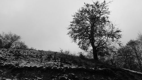 Trees on field against sky