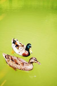 Close-up of bird in lake