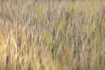 Full frame shot of wheat field