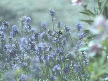 Close-up of lavender flowers on field