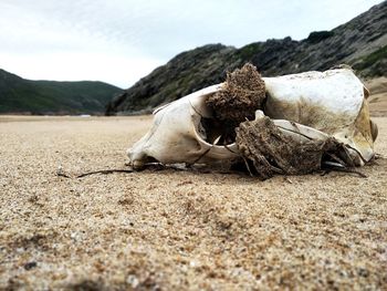 Skull washed up on the peninsula. robberg, south africa
