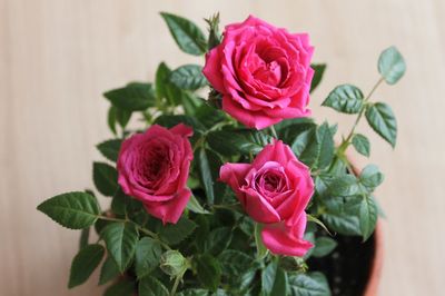 Close-up of pink roses