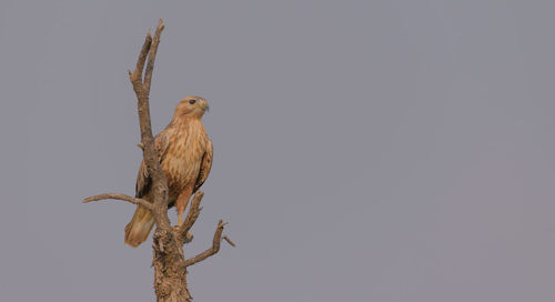 Low angle view of bird perching on tree against clear sky