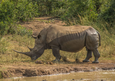 Side view of a horse in the water