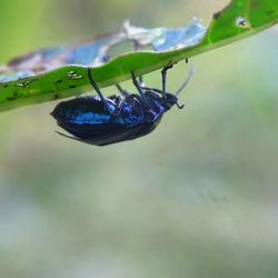 Close-up of insect on plant