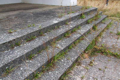 Close-up of greenhouse