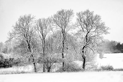 Bare tree against clear sky during winter