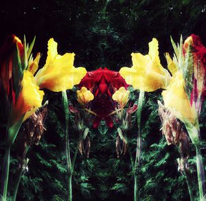 Close-up of yellow flowering plants