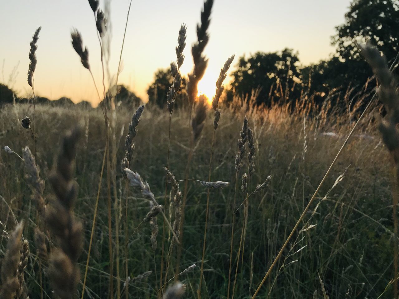 CLOSE-UP OF STALKS IN FIELD