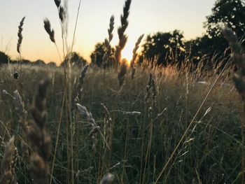 Close-up of stalks in field against sunset