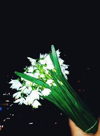 Close-up of flower against black background