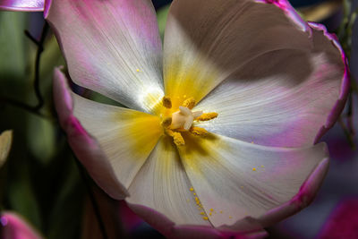 Close-up of purple flowering plant