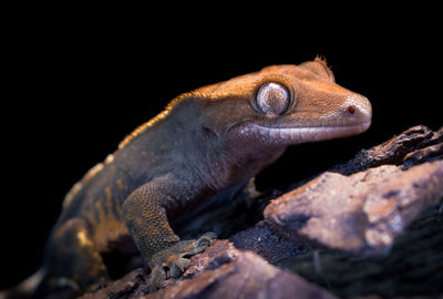 Close-up of lizard