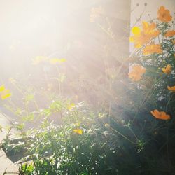 Close up of yellow flowers