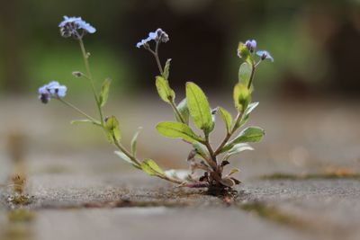 Close-up of flowering plant on field