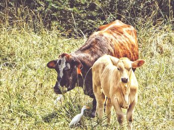 Cow standing on field