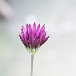 Close-up of pink flower against blurred background