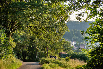 Road amidst trees and plants