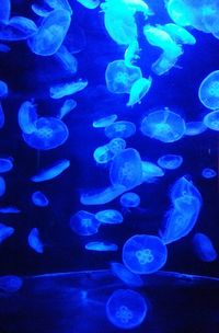 School of fish in sea