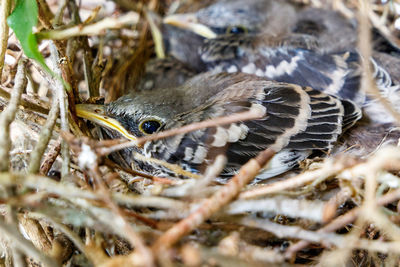 High angle view of bird in nest