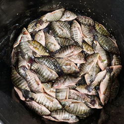 High angle view of fish in market