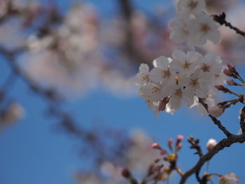 Close-up of cherry blossom