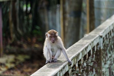 Monkey sitting on a bridge railing