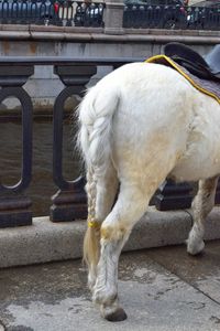 White horse in a street