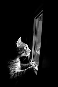 Close-up of a cat looking away