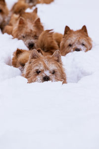 Small dogs walk in deep snow