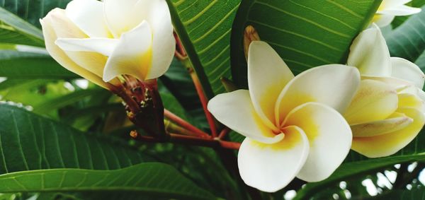 Close-up of white and yellow flowering plant