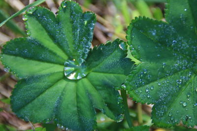 Close-up of wet plant leaves during rainy season