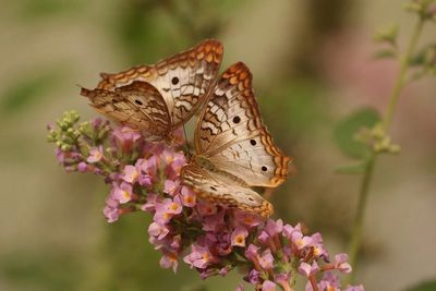 Close-up of butterfly pollinating on pink flower