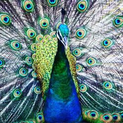 Close-up portrait of peacock