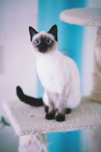 Close-up portrait of cat