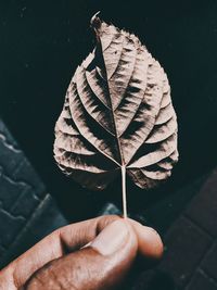 Close-up of hand holding autumn leaves