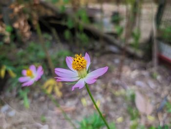 Close-up of pink flowering plant