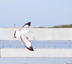 Close-up of seagull flying against clear sky