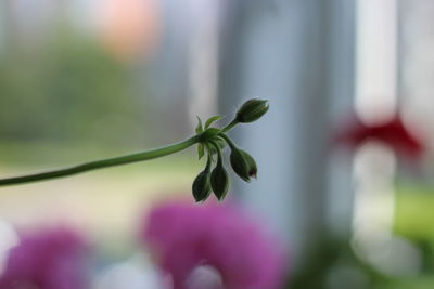 Close-up of flowering plant
