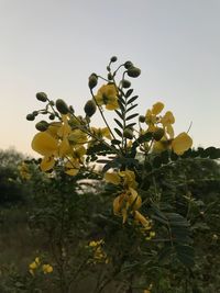 Low angle view of yellow flowers blooming against sky