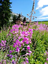 Close-up of purple flowers blooming on field