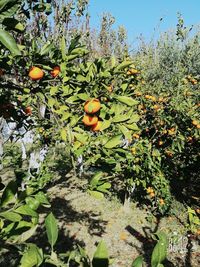 Fruits on tree against sky