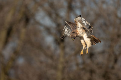 Close-up of eagle flying