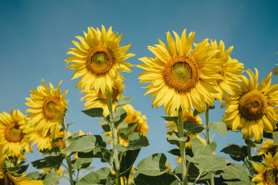 Close-up of sunflower