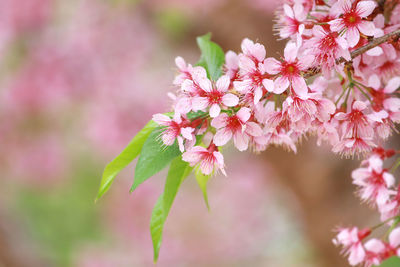 Close-up of purple flowering plant