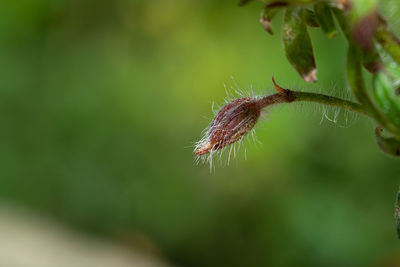 Close-up of insect on plant