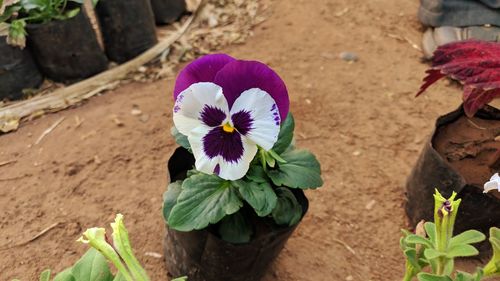 Close-up of purple flowering plant